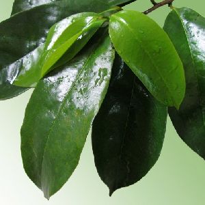 Graviola Leaf Extract