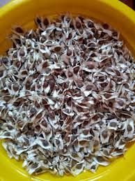 Moringa Seed Plantation