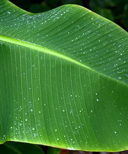 Fresh Banana Leaves