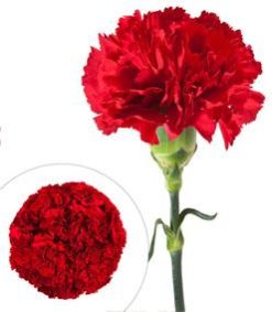 Fresh Cut Carnations Flowers