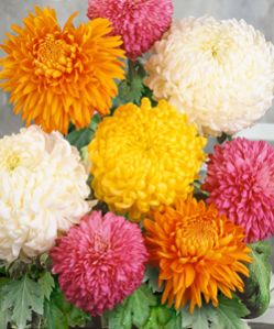 Fresh Cut Chrysanthemum Flower