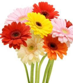 Fresh Cut Gerbera Flowers