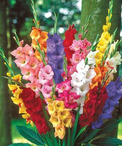 Fresh Cut Gladiolus Flowers