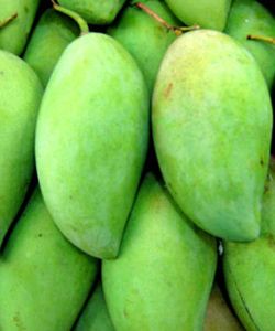 Fresh Green Mango