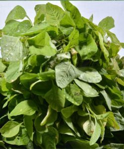 Fresh Mulai Keerai Leaves