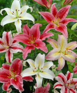 Fresh Cut Oriental Lily Flower