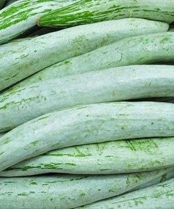 Fresh Snake Gourd