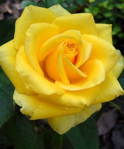 Gold Strike Rose