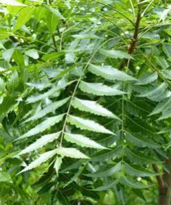 Fresh Neem Leaves