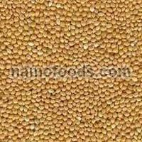 Yellow Millet (FOXTAIL MILLET)