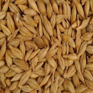 Malted Barley