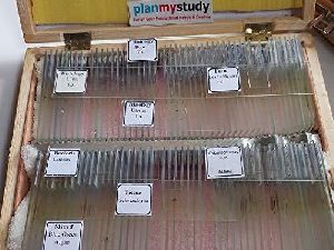 Prepared Microscope Slides