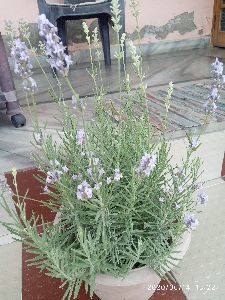 Dry Lavender Flowers
