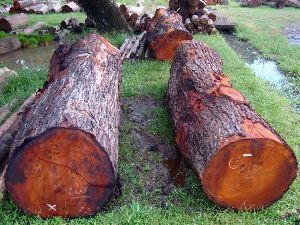 Mahogany Wood Logs