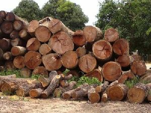 Mango Wood Logs