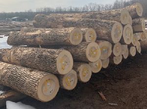 Maple Wood Logs