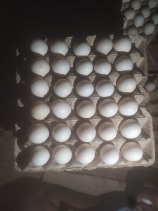 Desi duck hatching eggs