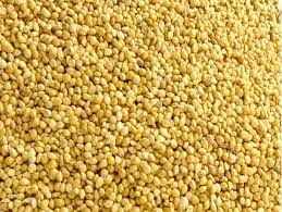 thinai foxtail millet