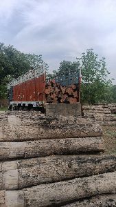 Sagwan wood Log