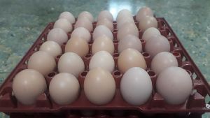sasso hatching egg