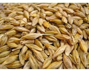 malting barley