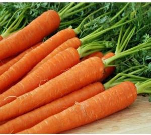 Fresh Carrot