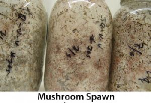 Master  Mushroom Spawn