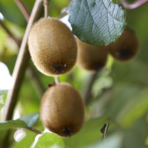 Fresh Kiwi