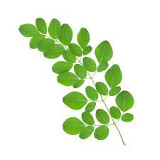 Moringa Leaves