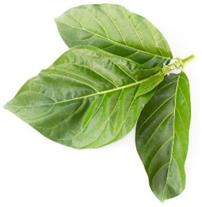 noni leaves