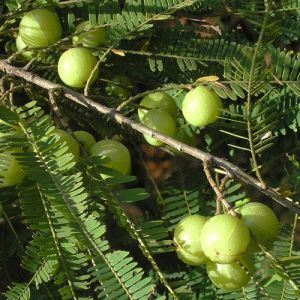 Phyllanthus Emblica