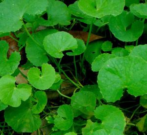 Vallarai Leaves