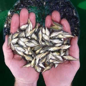 Catla Fish Seeds