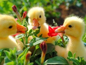 Country Ducklings