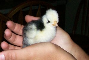 Fancy Chicken Chicks (1 Day Old)