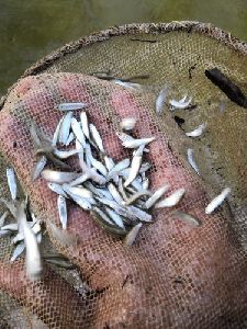 Grey Mullet Fish Seeds