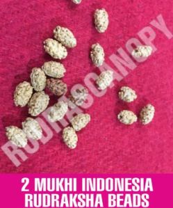 2 Mukhi Indonesia Rudraksha Bead