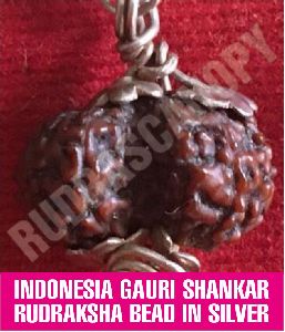 Indonesia Gauri Shankar Rudraksha