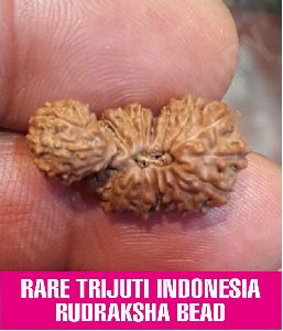 Rare Trijuti Indonesia Rudraksha