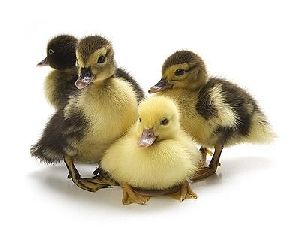 duck chicks