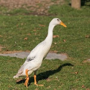 indian runner ducks