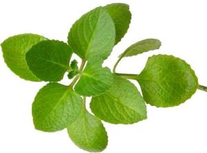 Oregano Leaves