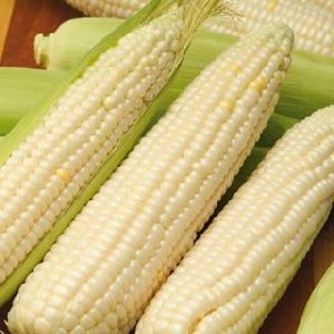 White Maize