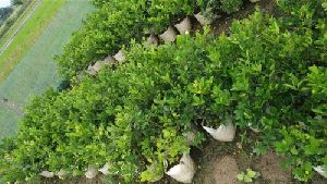Baramasi Lemon Plant