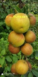 Nursery Apple Ber Plant