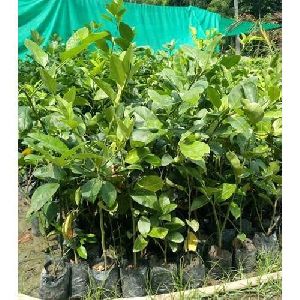Thai Pati Lemon Plant
