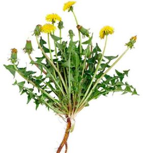 dandelion root