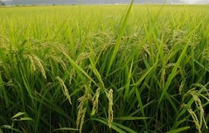 Organic Paddy Rice