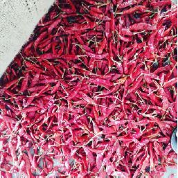 Dried Red Chilli