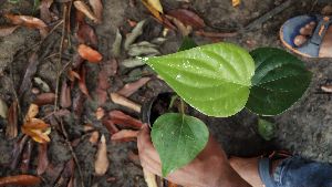 Black Pepper Plant